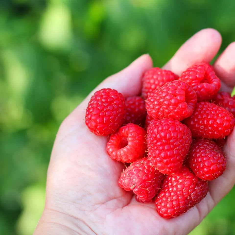 Hmm, Himbeeren – Eine süße Nascherei