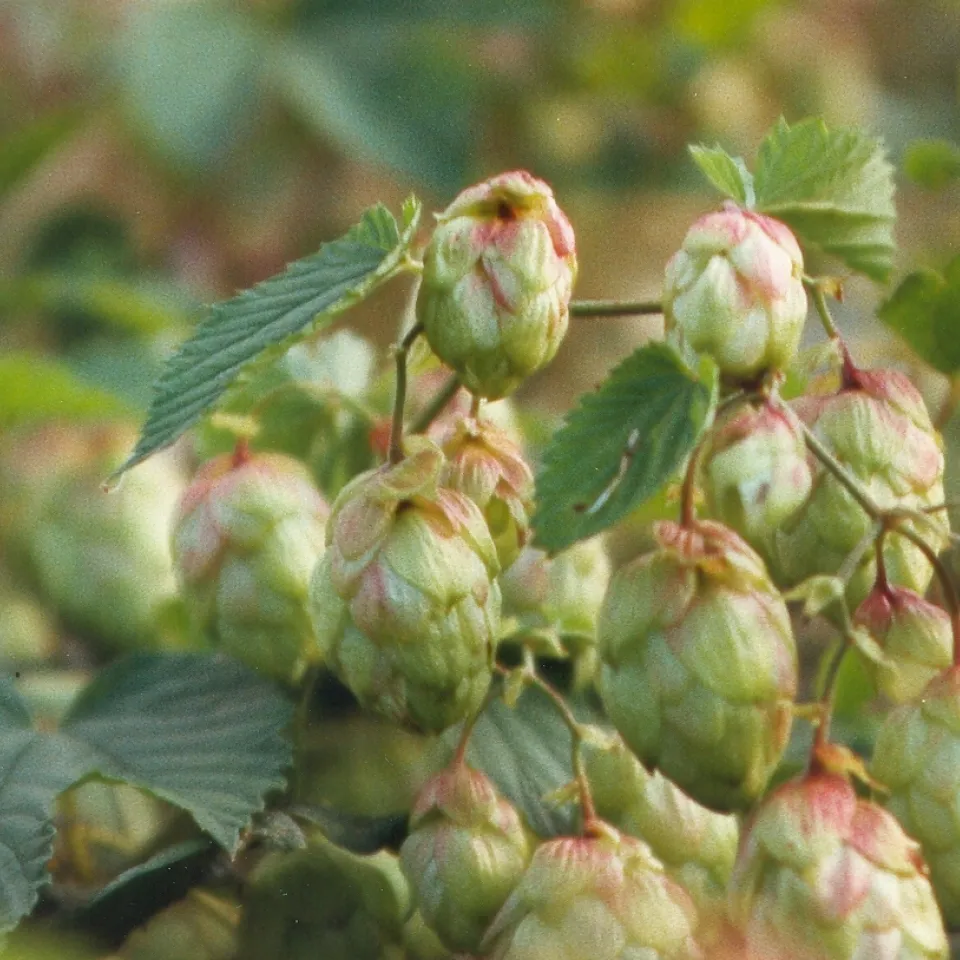 Hopfen – eine gefragte Arzneipflanze  