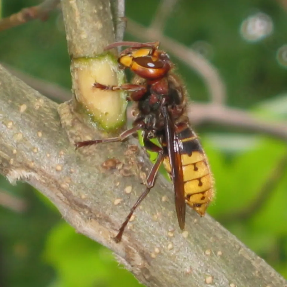 Hornissen sind friedfertige Insekten
