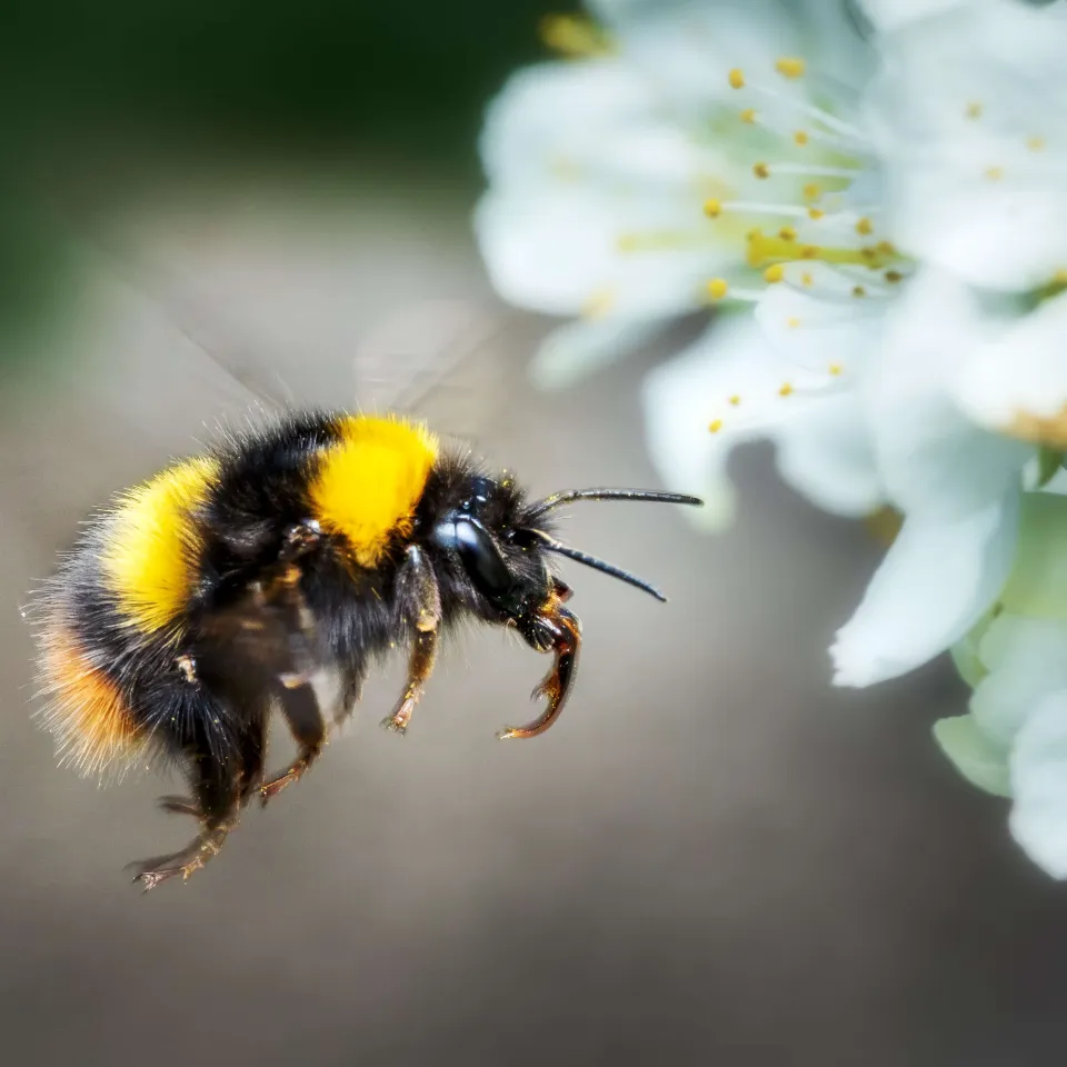 Auf Biss folgt Blüte