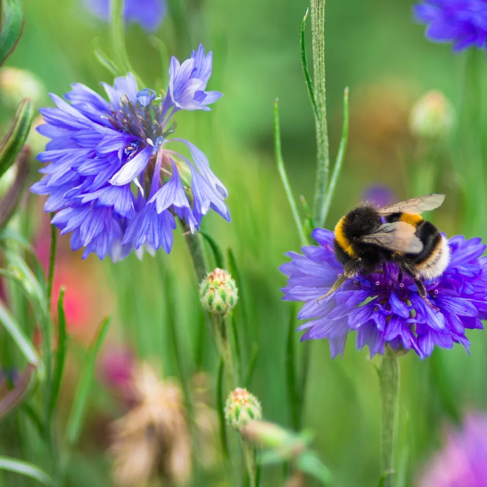 Maßnahmen zur Förderung der Biodiversität
