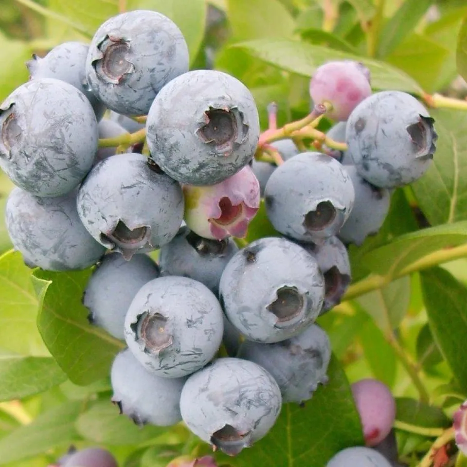 Heidelbeeren aus Deutschland