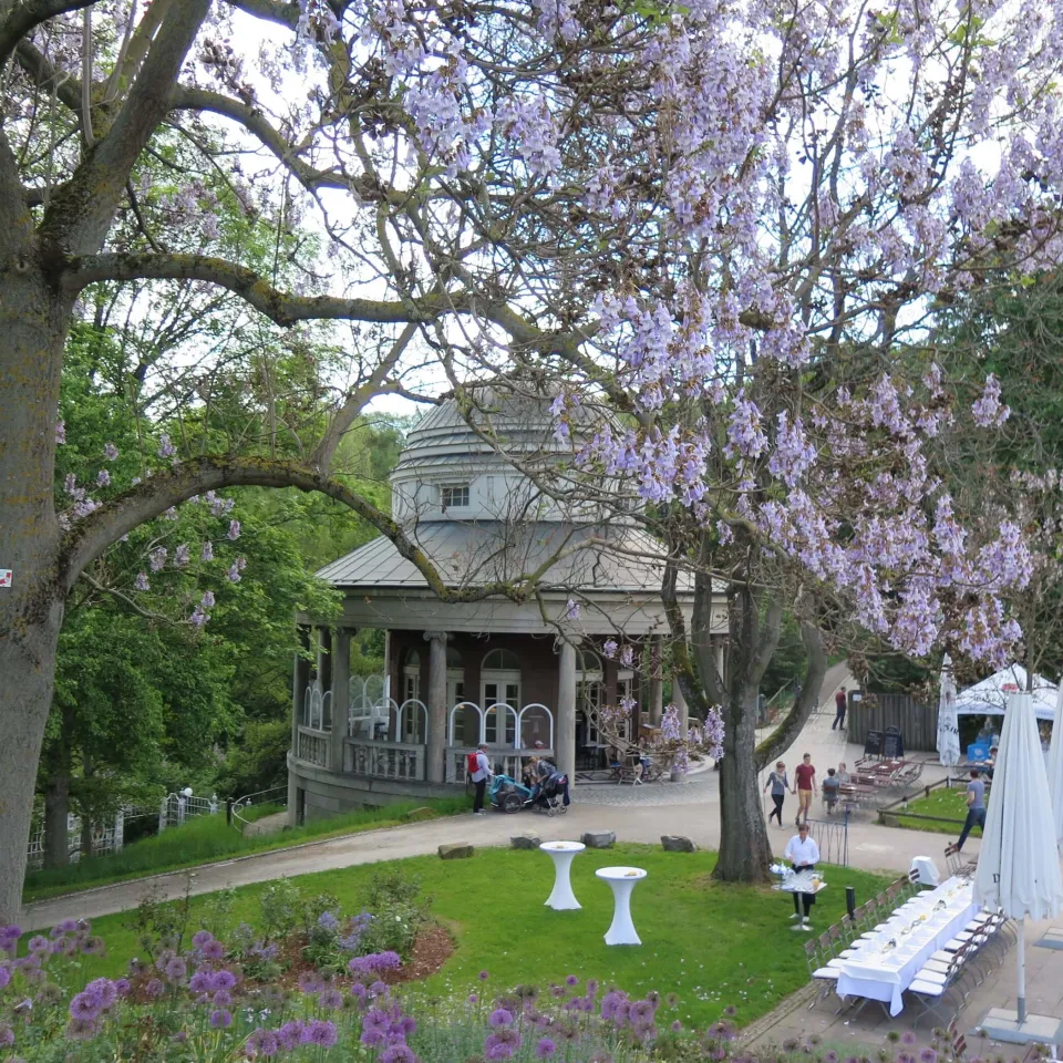 Die wunderbare Paulownie – der Blauglockenbaum