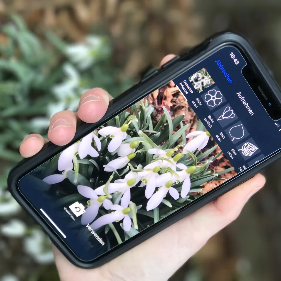 Pflanzen mit dem Smartphone bestimmen