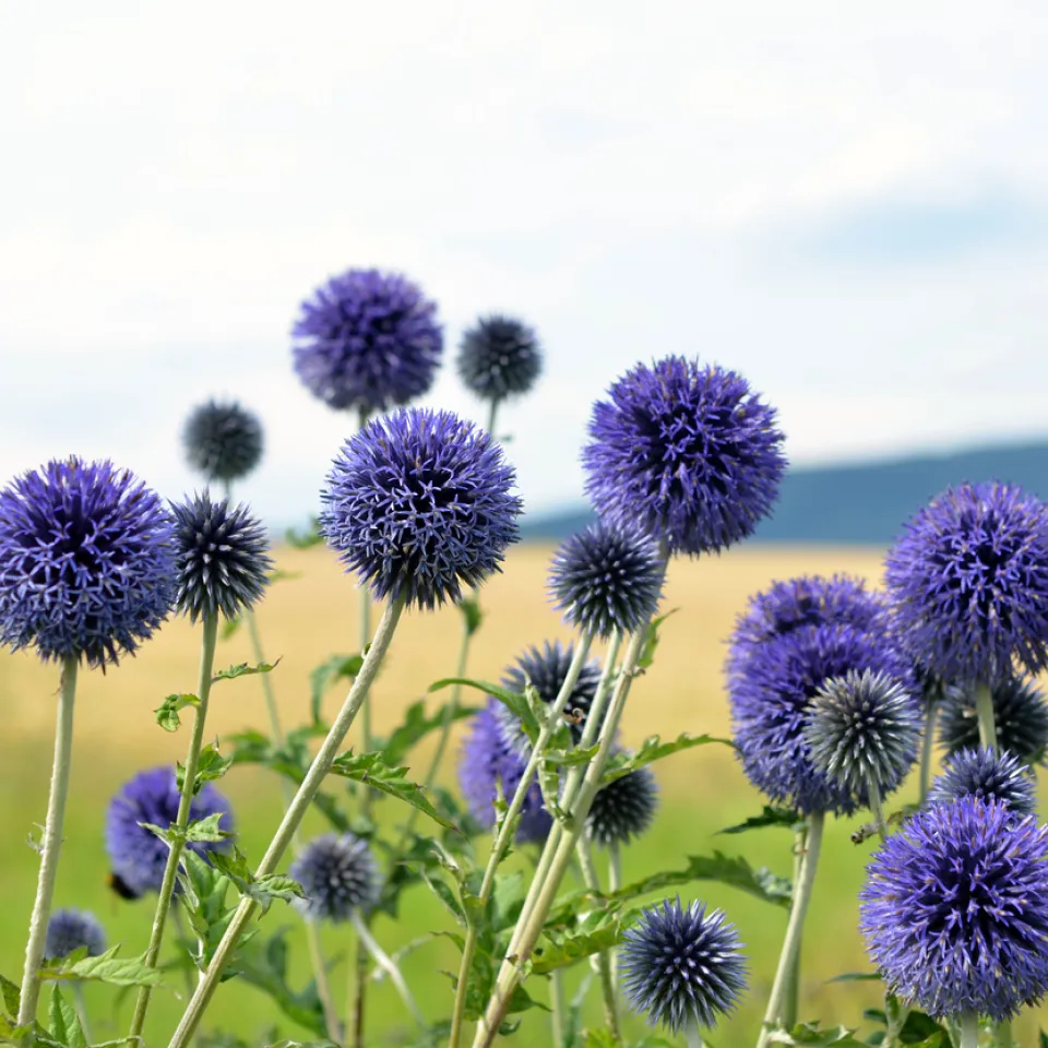 Kugeldisteln – Blütenbälle für das Gartenbeet