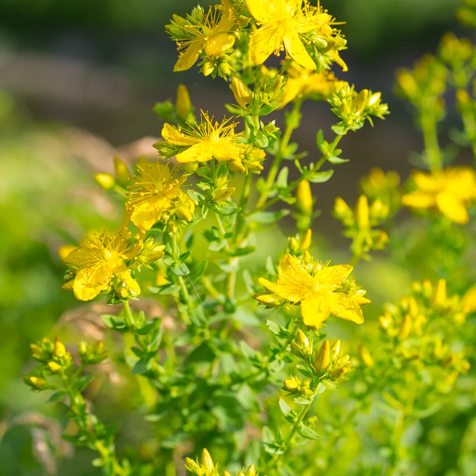 Johanniskraut ist "Heilpflanze des Jahres 2019"