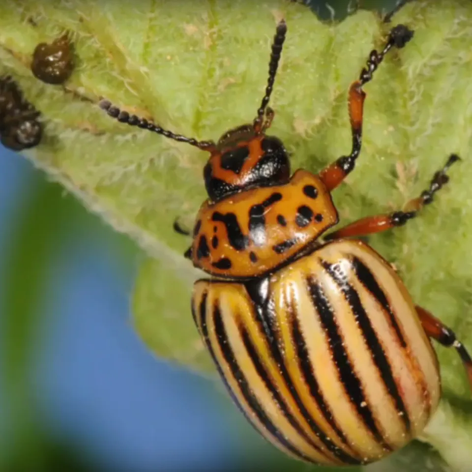 Erster Online-Pflanzenschutz-Kurs