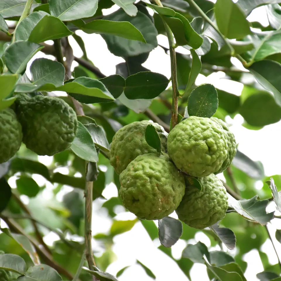 Die Kaffirlimette – Zitrusaroma für asiatische Speisen