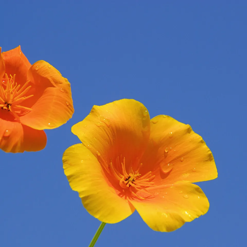 Ein Preisträger mit verschiedenen Namen: Goldmohn, Kalifornischer Mohn oder Schlafmützchen