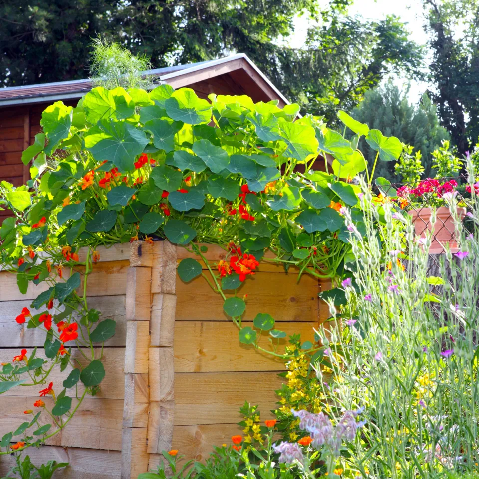 Alles über Hochbeete