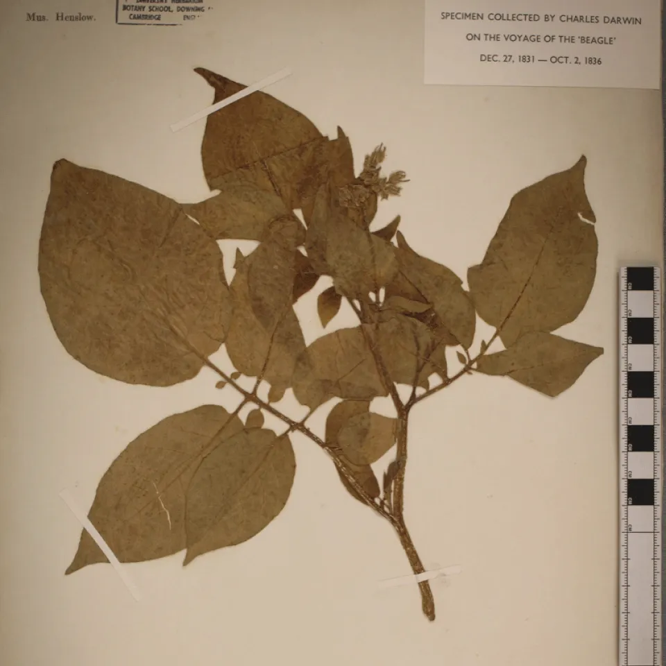 Ursprung der Kartoffel geklärt