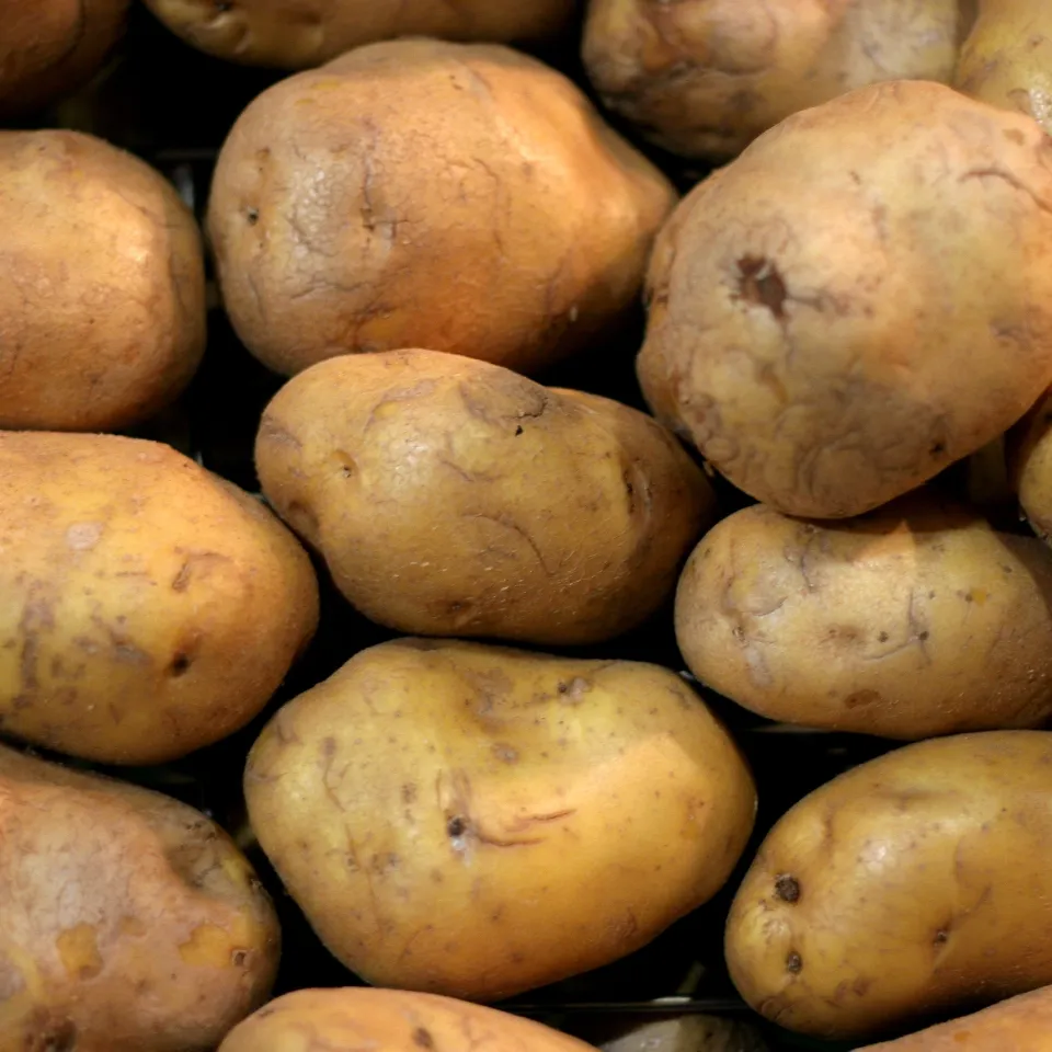 Die "Goldkartoffel" auf den Spuren von goldenem Reis