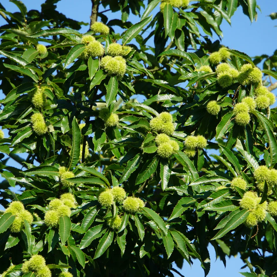Baum des Jahres 2018: Die Esskastanie