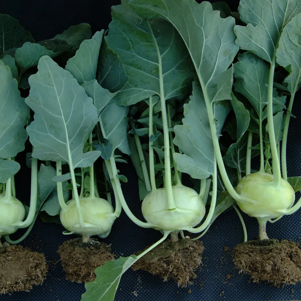 Kohlrabi: typisch deutsch