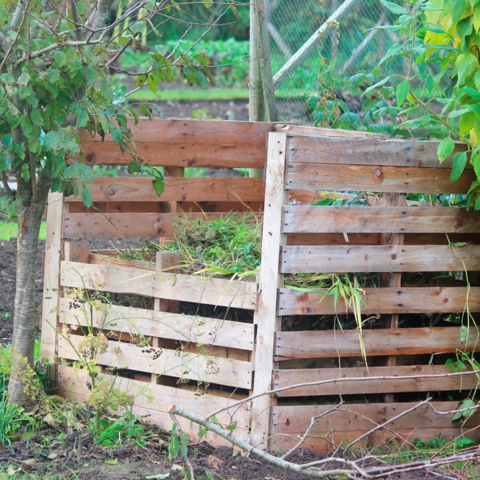 Pflanzenhygiene beim Räumen der Beete
