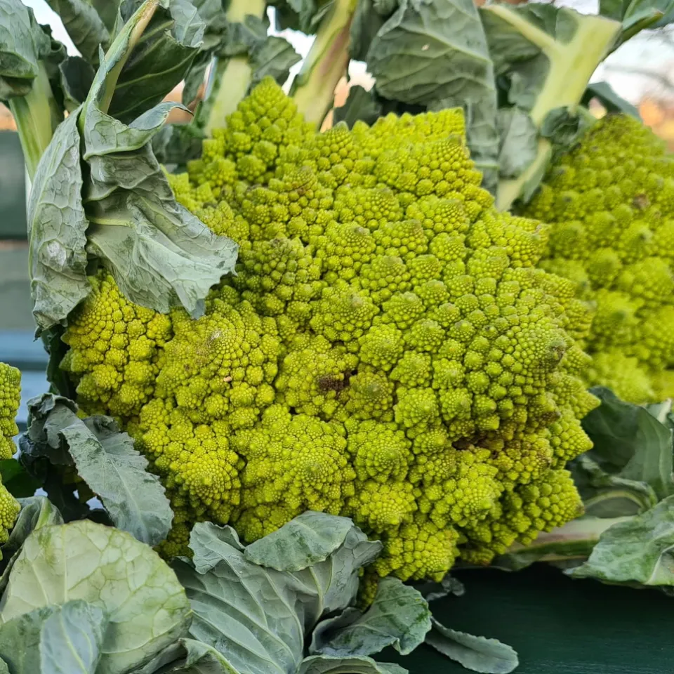 Romanesco: Jeder Kopf ein Kunstwerk