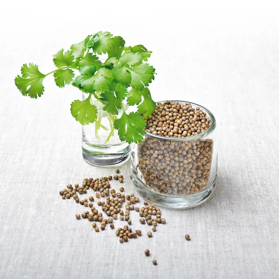 Küchenkräuter-Porträt: Koriander