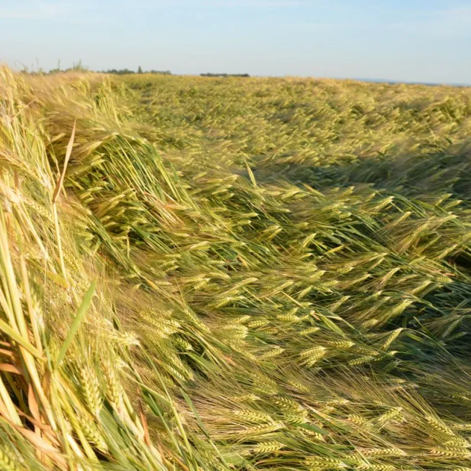 Wenn das Getreide zu Boden geht