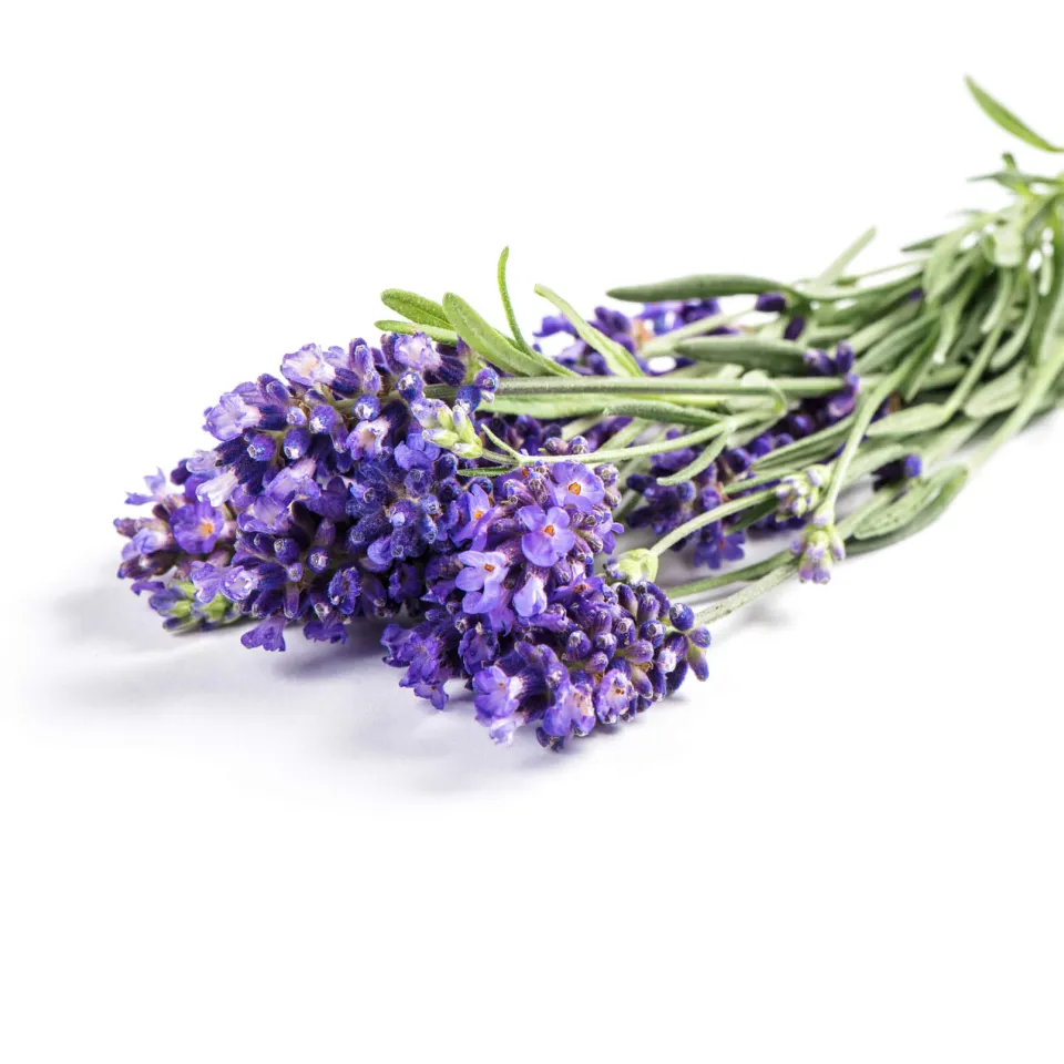 Echter Lavendel ist "Arzneipflanze des Jahres 2020"