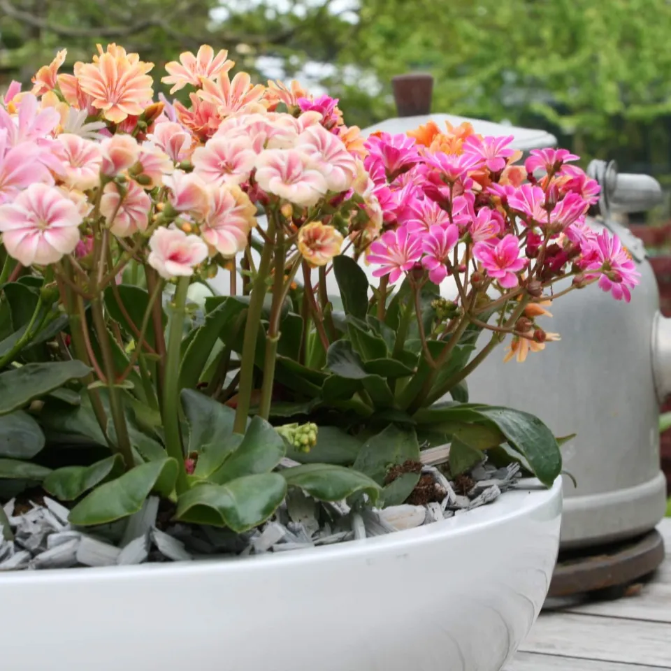 Lewisien – Balkonschönheiten mit wenig Pflegebedarf