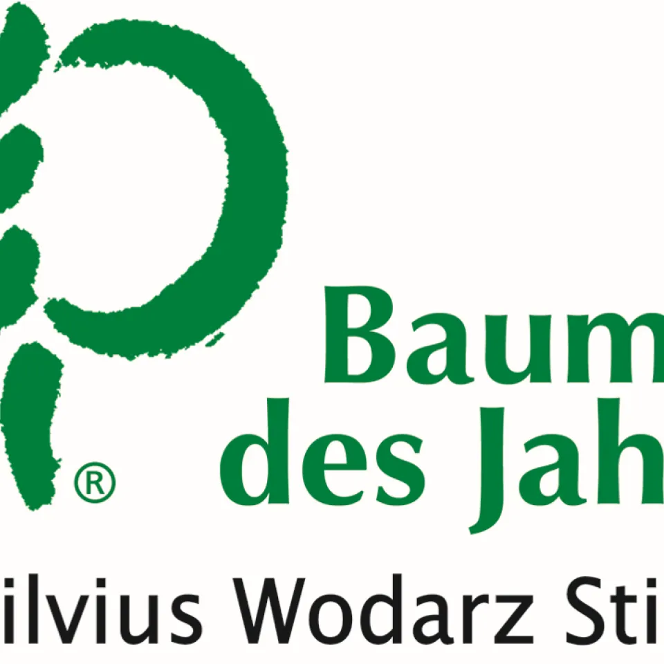 Baum des Jahres 2016: Die Winter-Linde