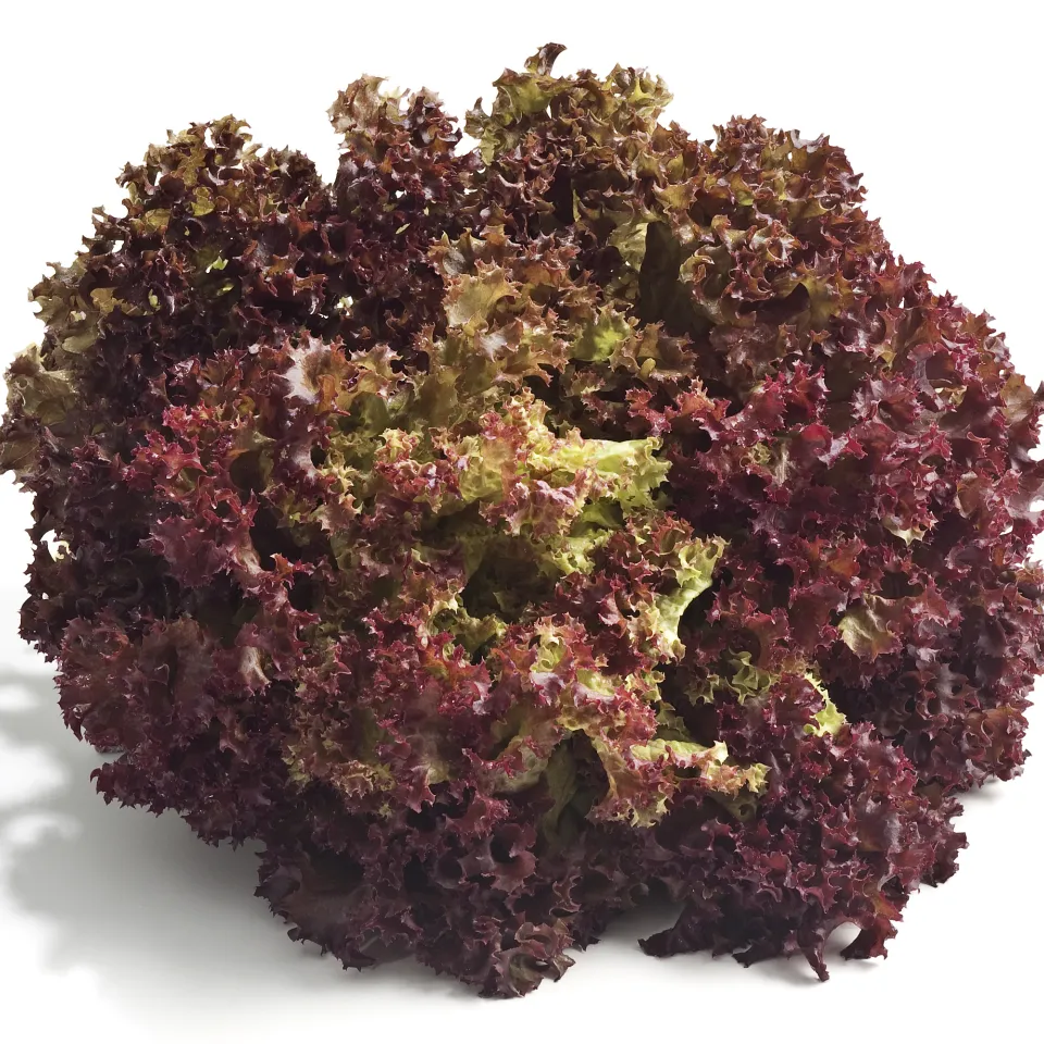 Lollo rosso – mehr als die perfekte Büfett-Deko