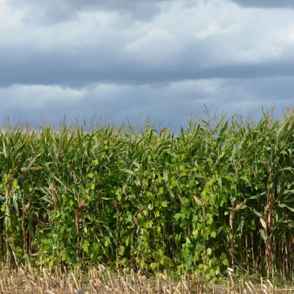 Mischanbau von Mais mit Bohnen