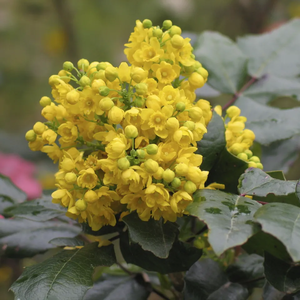 Blattschäden an Mahonien