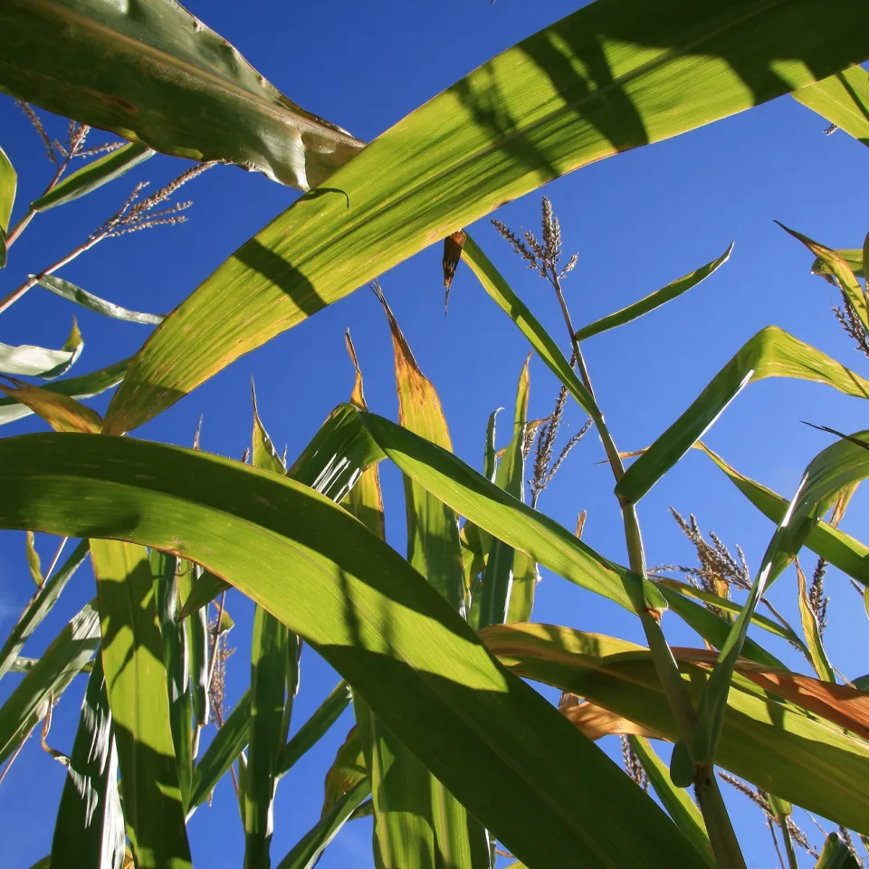 Stoffwechsel in Pflanzen – live und in Farbe