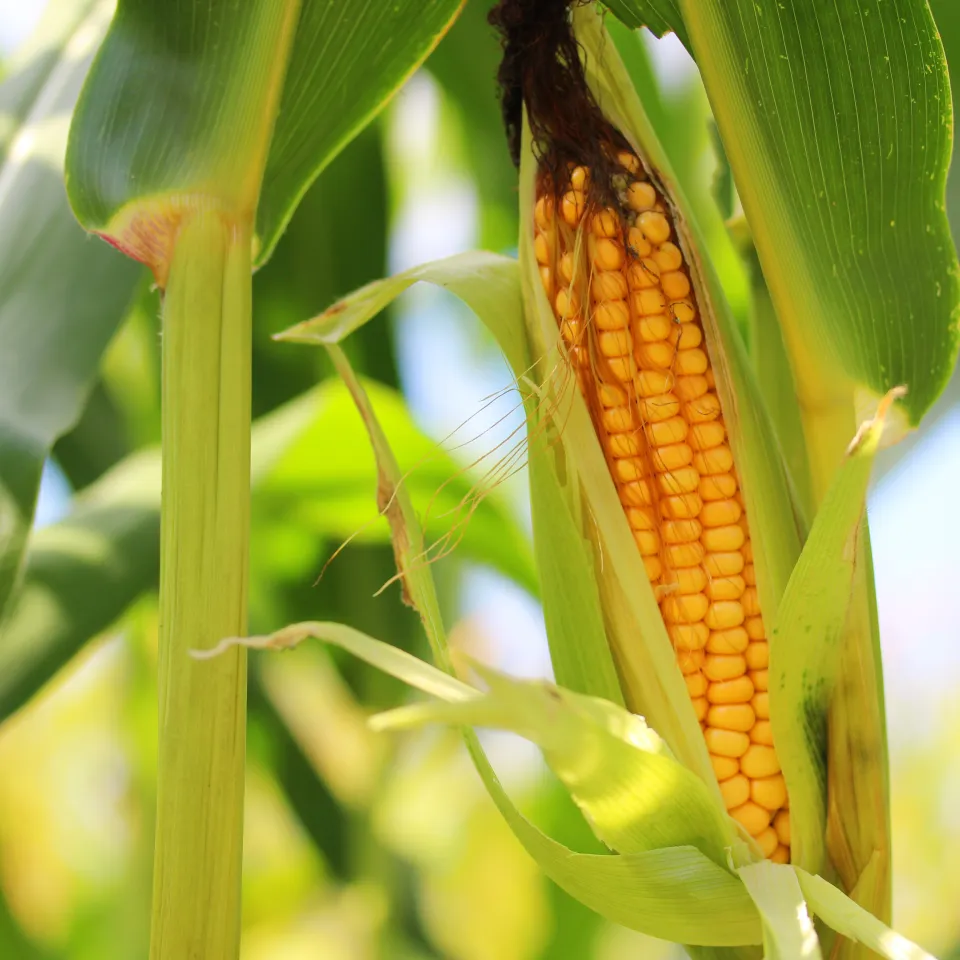 Neues Referenzgenom von Mais