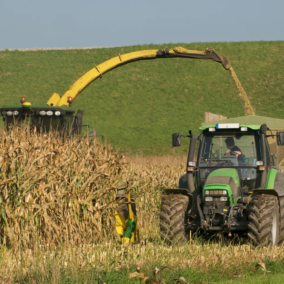 Wenn das Immunsystem entgleist