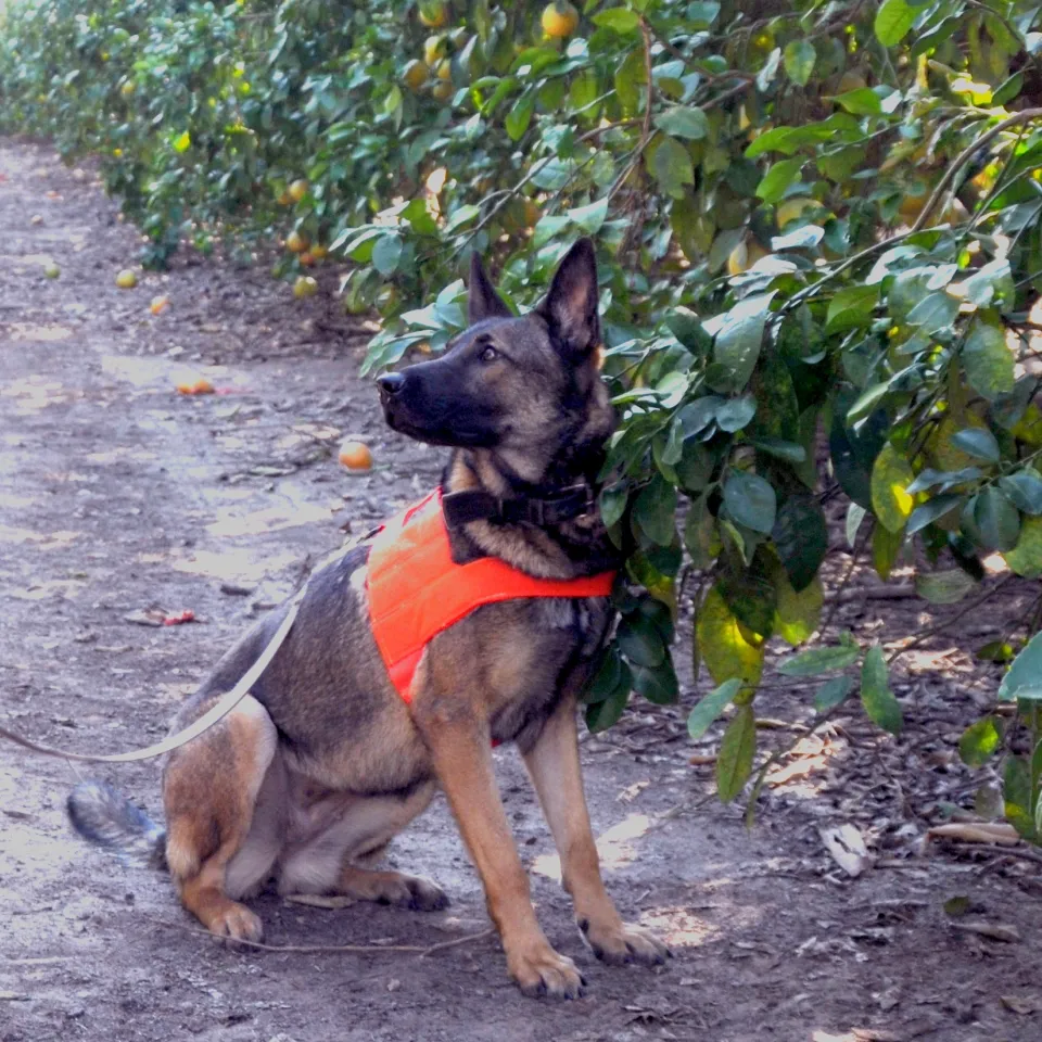 Der Professor und der Schnüffler