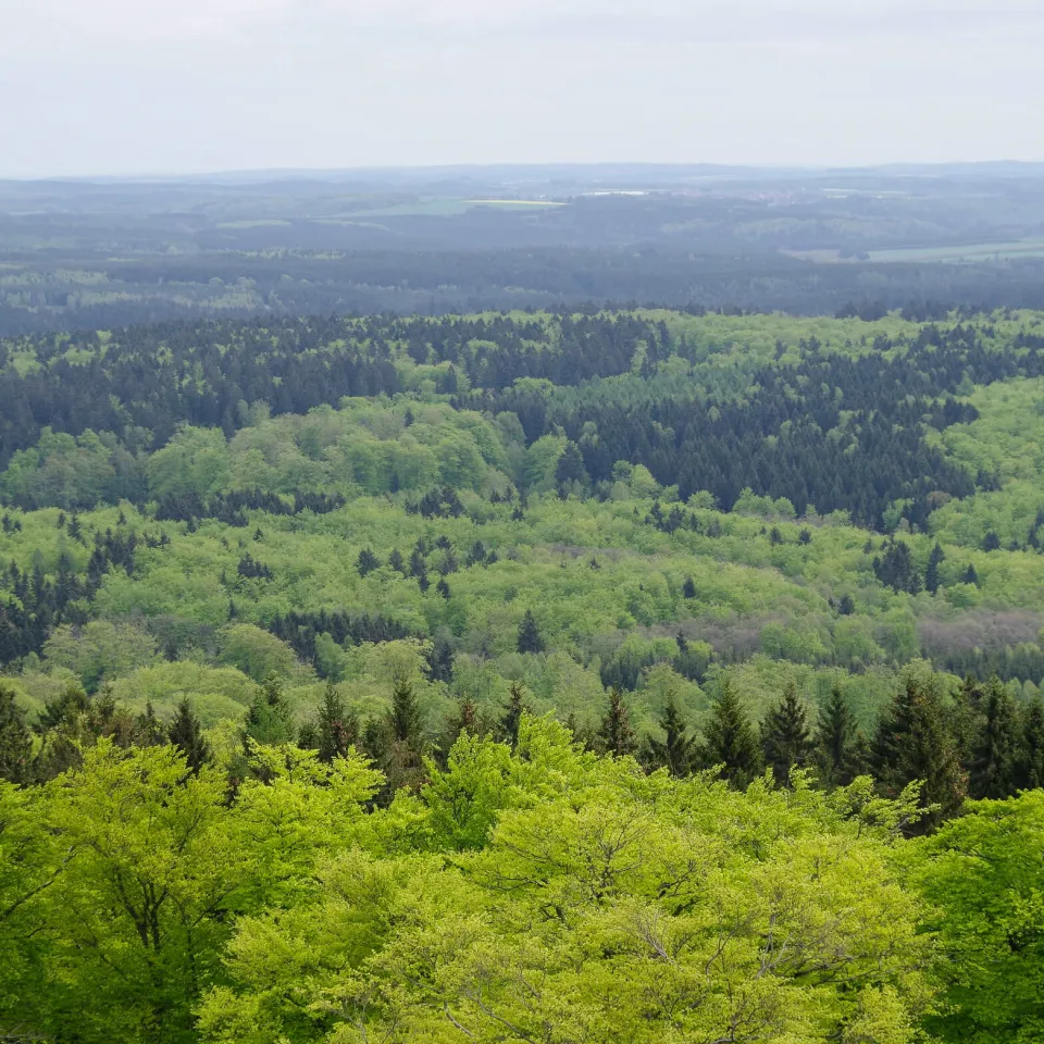 Mit vier Bäumen dem Klimawandel begegnen