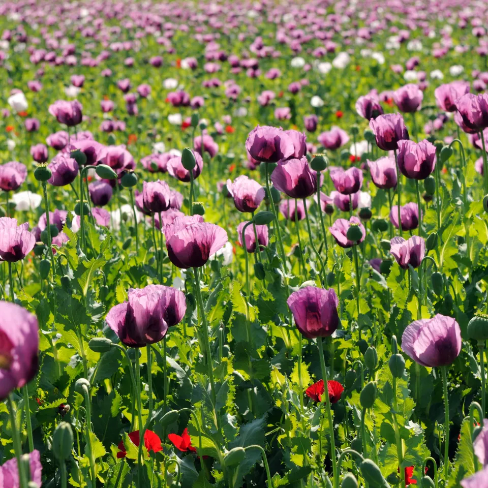 Lila Pracht in Nordhessen zur alljährlichen Mohnblüte