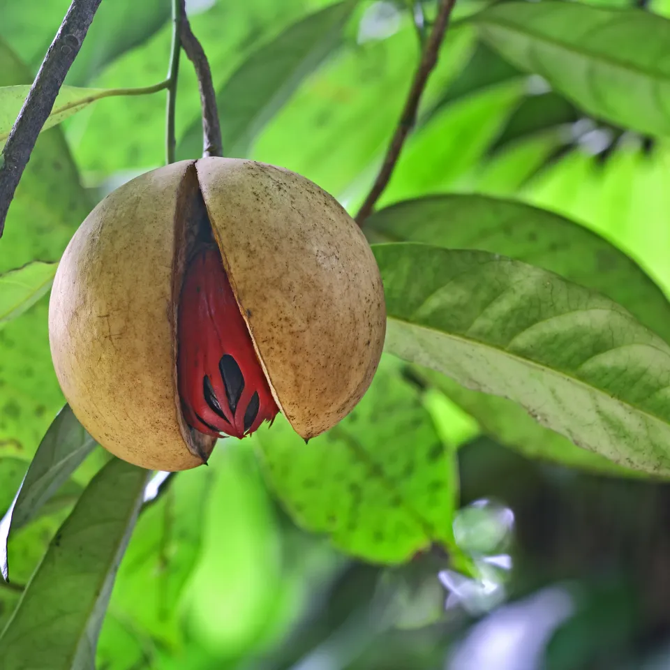 Wunderbare Muskatnuss