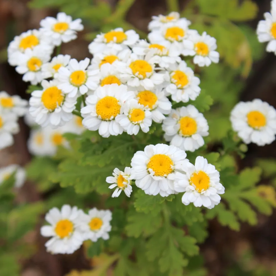 Mutterkraut ist auch für Männer geeignet