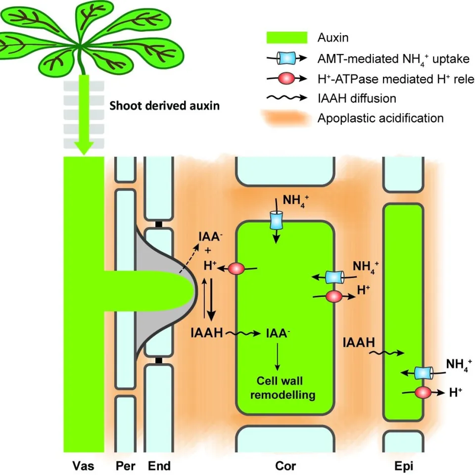 Ammonium im Boden fördert Ausbildung von Seitenwurzeln