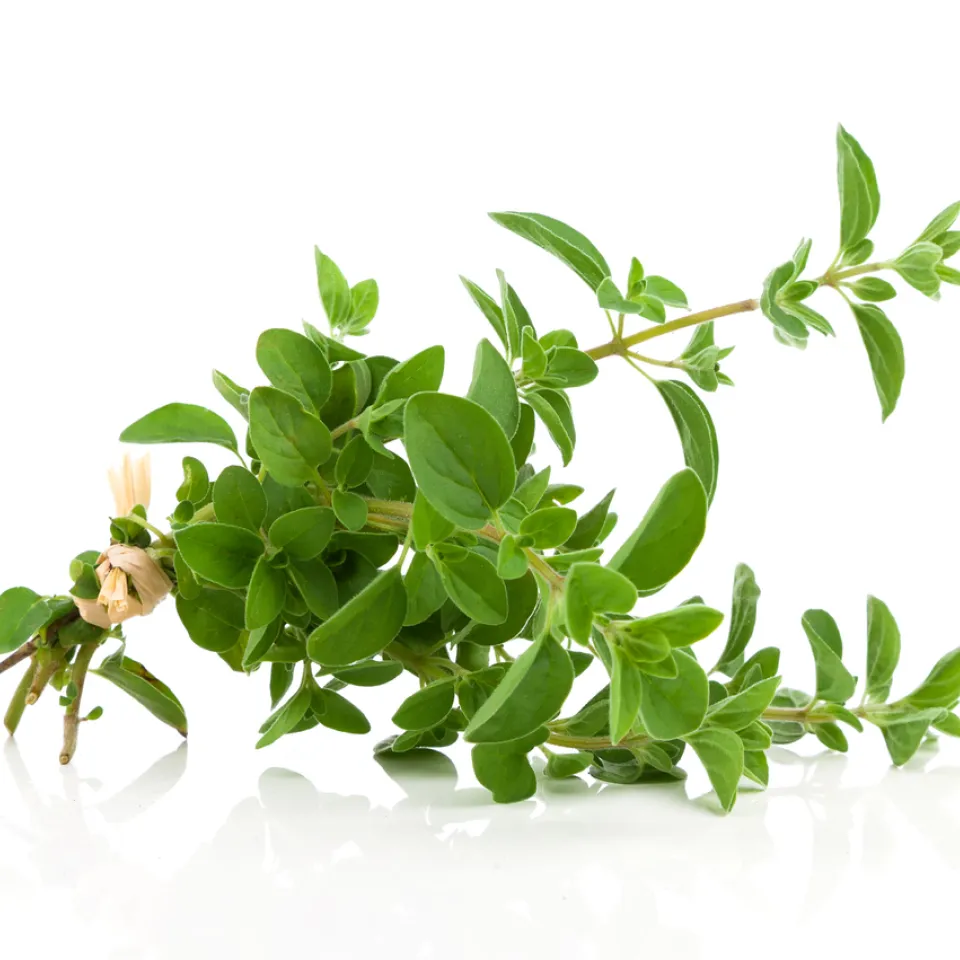 Oregano: Würziges Kraut für die mediterrane Küche