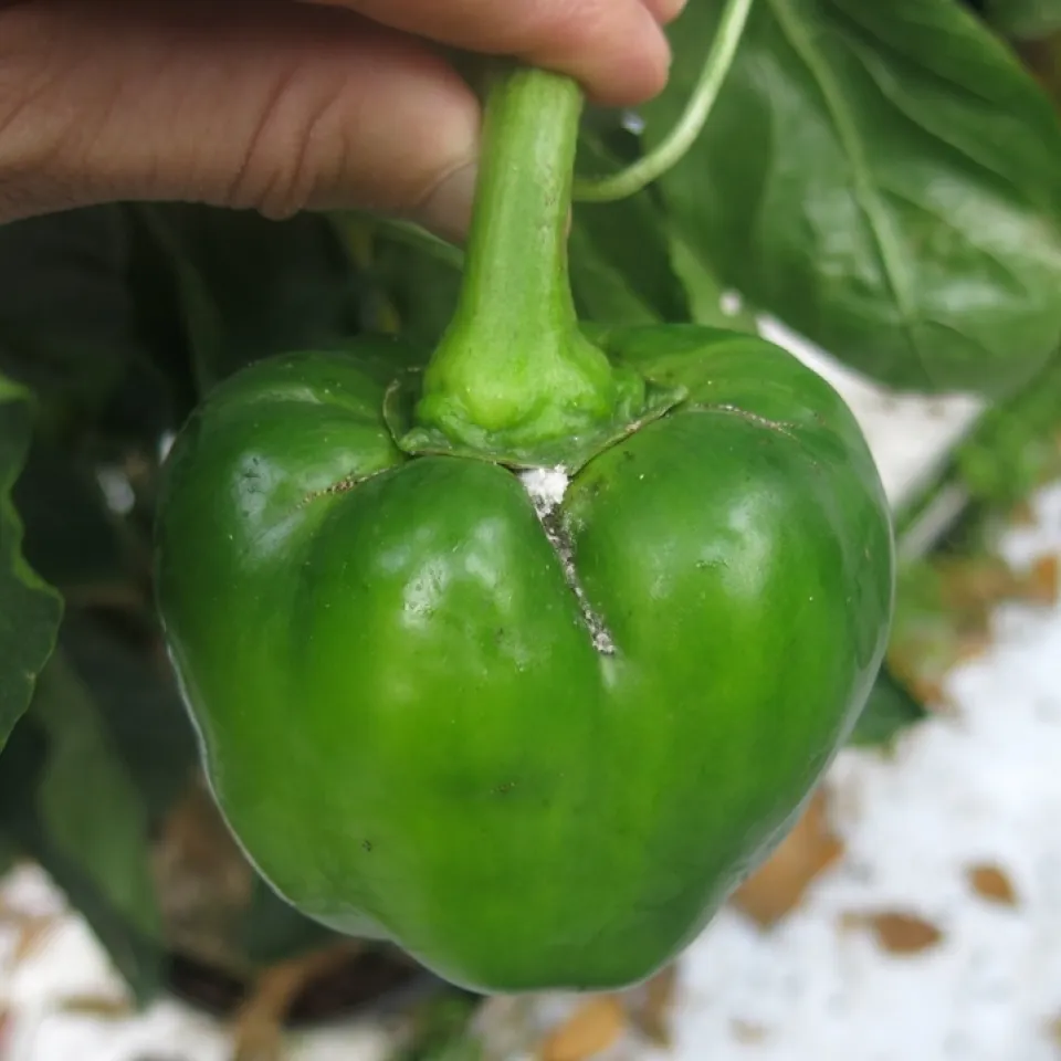 Bougainvillea-Wolllaus an Paprika in Österreich entdeckt