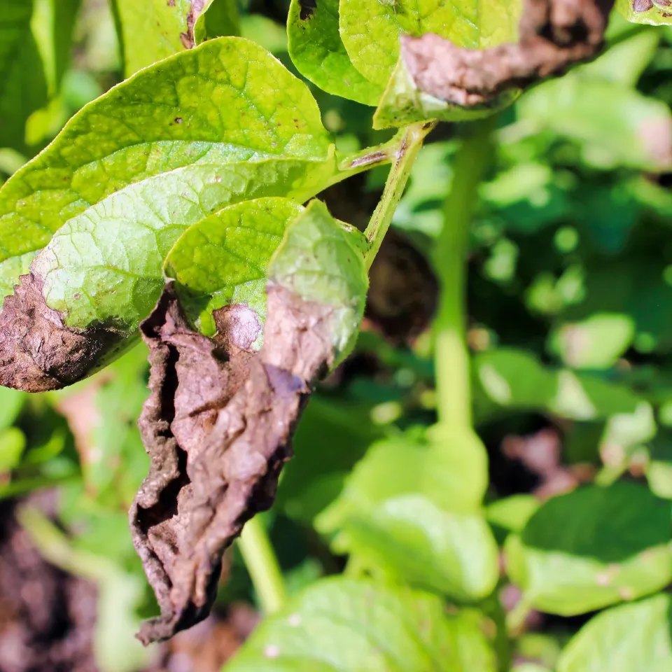 Kann man Pflanzen bald impfen?