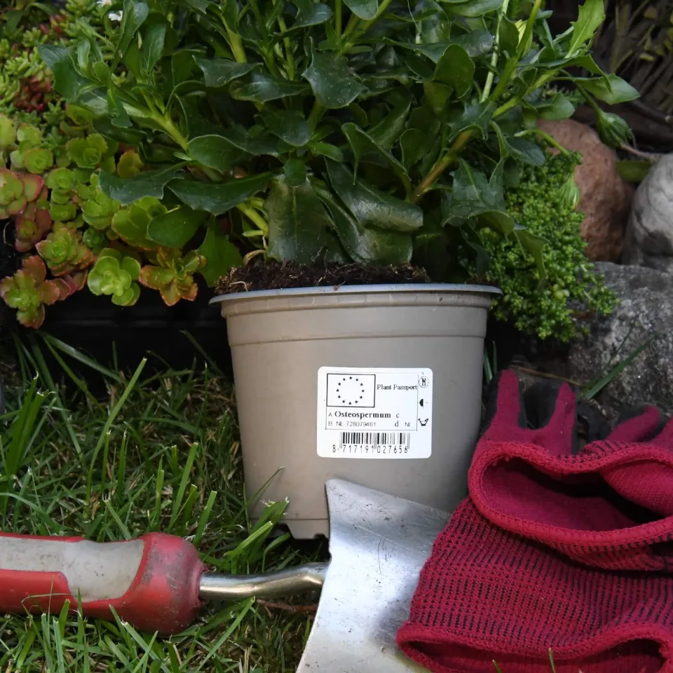 EU-Reisepass für Pflanzen