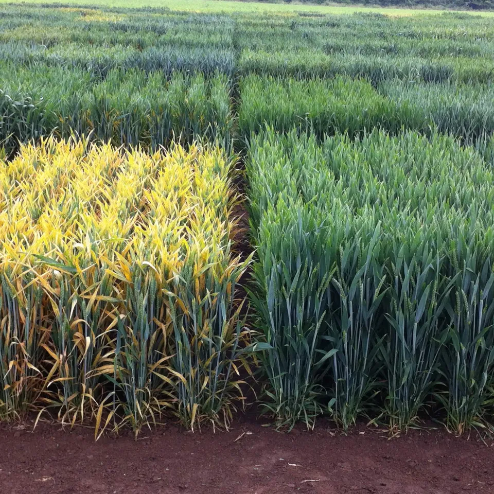 Höhere Erträge und verbesserte Resistenzen