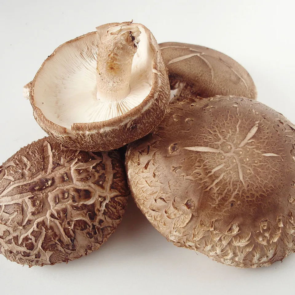Shiitake: der Pilz des Pasania-Baums