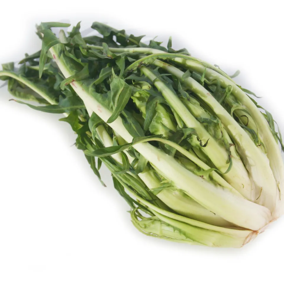 Puntarelle, Cimata, Vulkanspargel oder Spargelchicorée