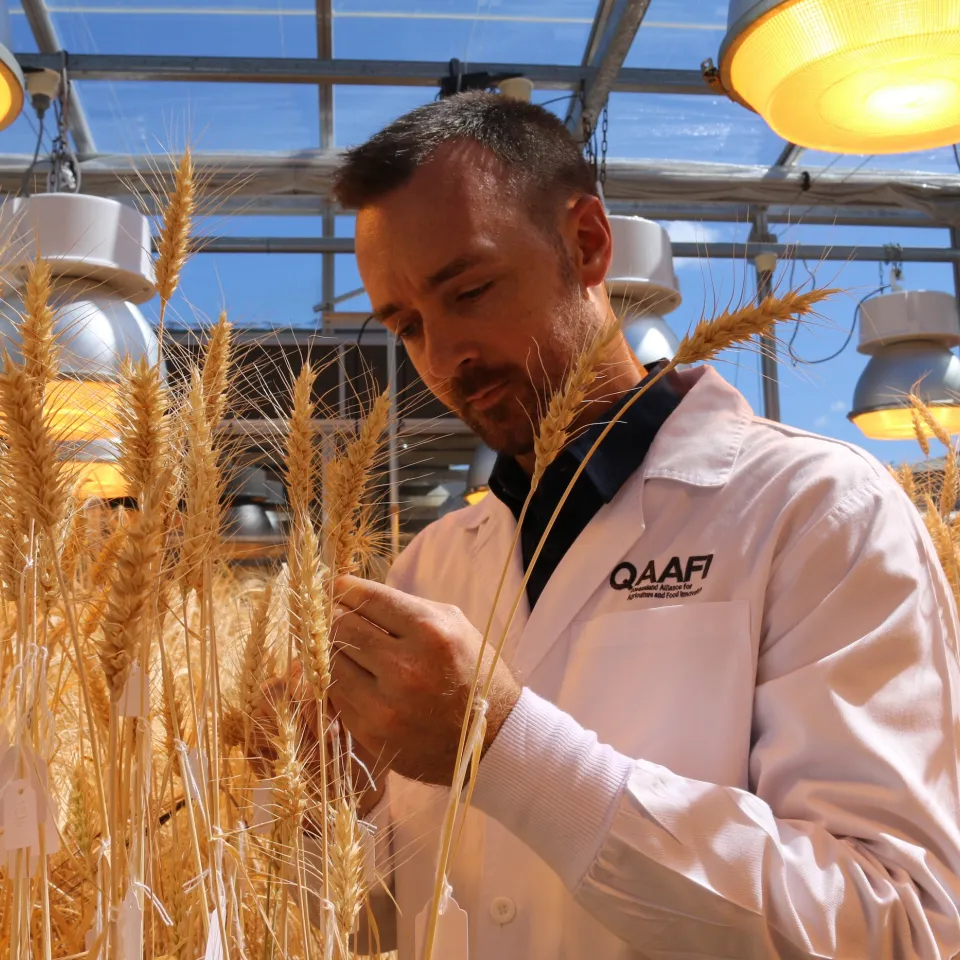 Schneller züchten mit Speedbreeding