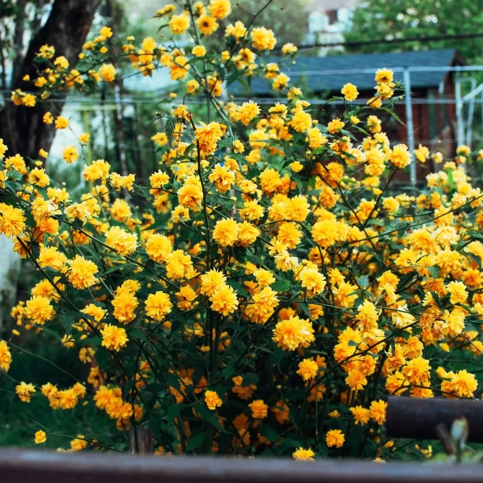 Blatt- und Triebsterben an Kerrie