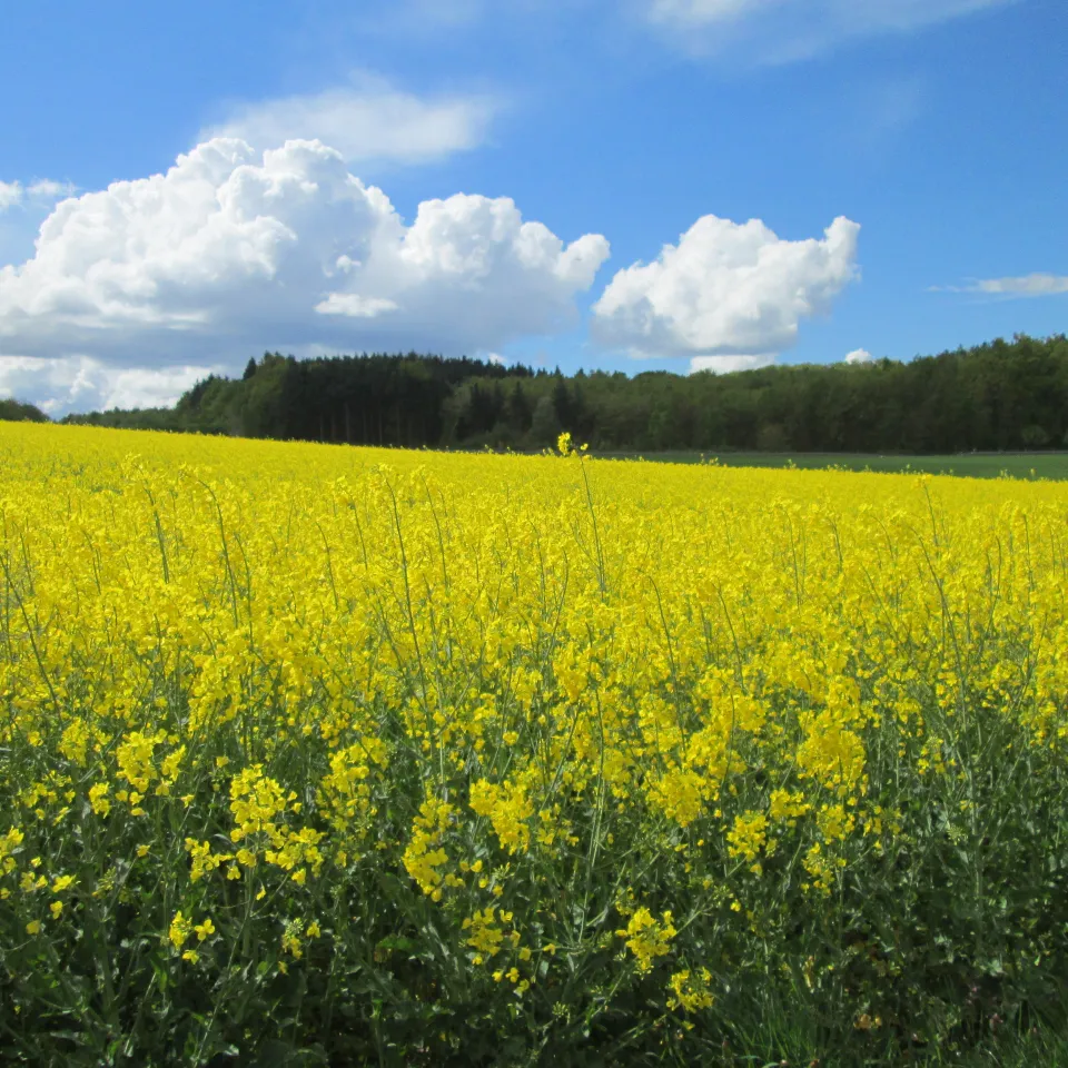 Raps-Vielfalt entschlüsselt