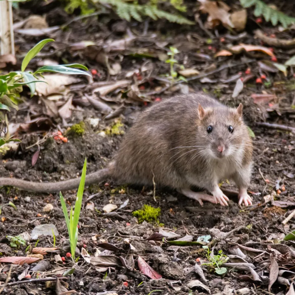 Wanderratten im Garten vermeiden