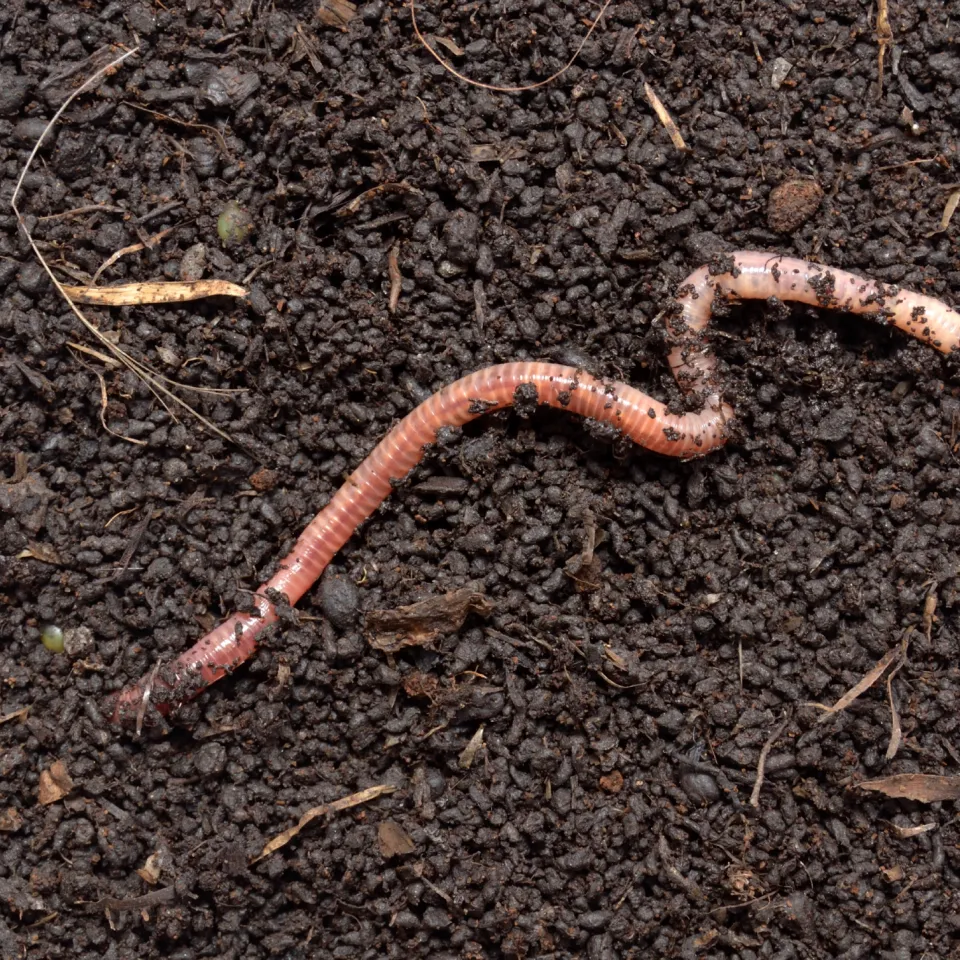 Tag des Regenwurms ist nicht nur im Februar