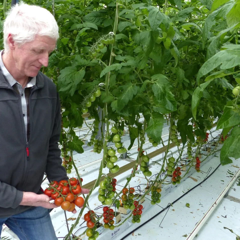 Tomaten und Gurken kommen ohne Erde aus